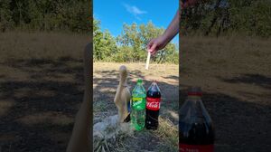 Coca Cola, Pepsi, Sprite und Mentos | Experiment #Shorts