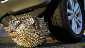 Crushing Giant Porcupine PUFFER FISH By Car Tire Satisfying